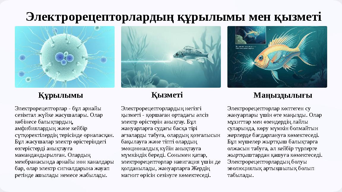 Электрорецепторлардың құрылымы мен қызметі Құрылымы Электрорецепторлар - бұл арнайы сезімтал жүйке жасушалары. Олар көбінесе
