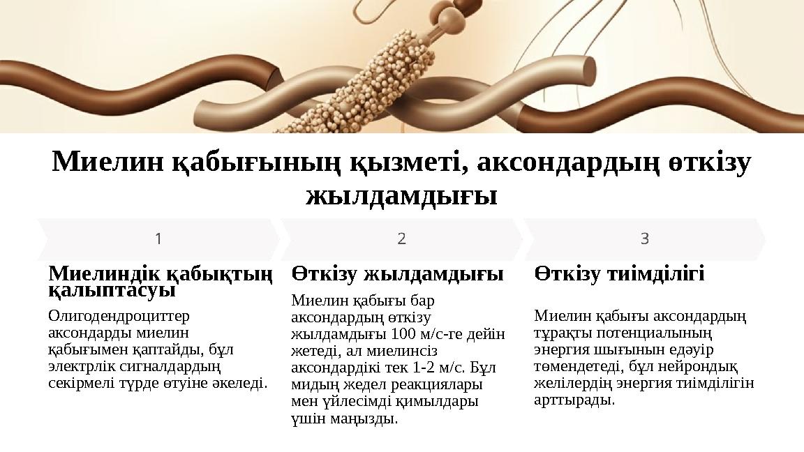 Миелин қабығының қызметі, аксондардың өткізу жылдамдығы Миелиндік қабықтың қалыптасуы Олигодендроциттер аксондарды миелин қа