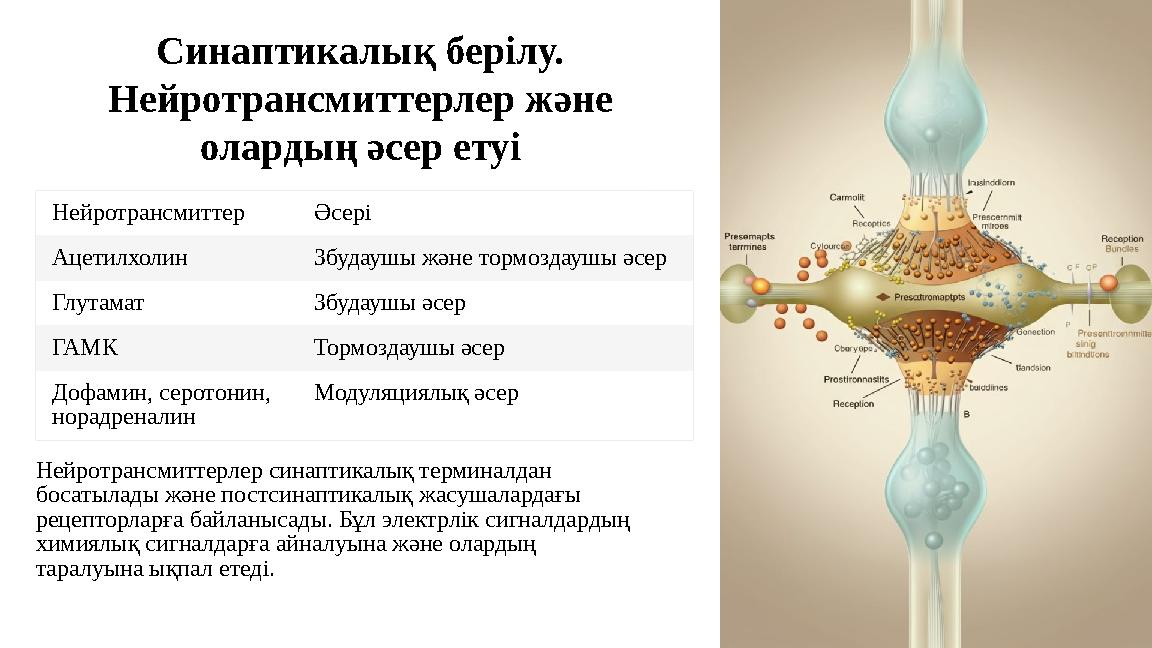 Синаптикалық берілу. Нейротрансмиттерлер және олардың әсер етуі Нейротрансмиттер Әсері Ацетилхолин Збудаушы және тормоздауш