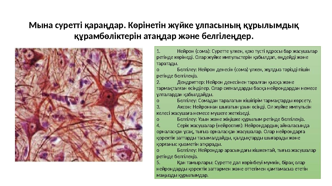 Мына суретті қараңдар. Көрінетін жүйке ұлпасының құрылымдық құрамбөліктерін атаңдар және белгілеңдер. 1. Нейрон (сома): Суретте