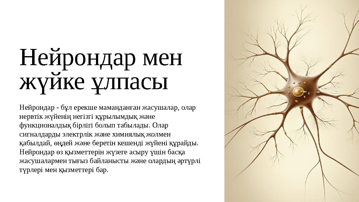 Нейрондар мен жүйке ұлпасы Нейрондар - бұл ерекше маманданған жасушалар, олар нервтік жүйенің негізгі құрылымдық және функцио