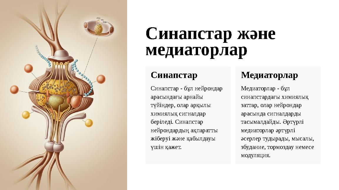 Синапстар және медиаторлар Синапстар Синапстар - бұл нейрондар арасындағы арнайы түйіндер, олар арқылы химиялық сигналдар б