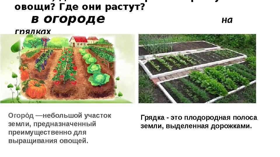 Ребята, давайте посмотрим как растут овощи? Где они растут? в огороде на грядках