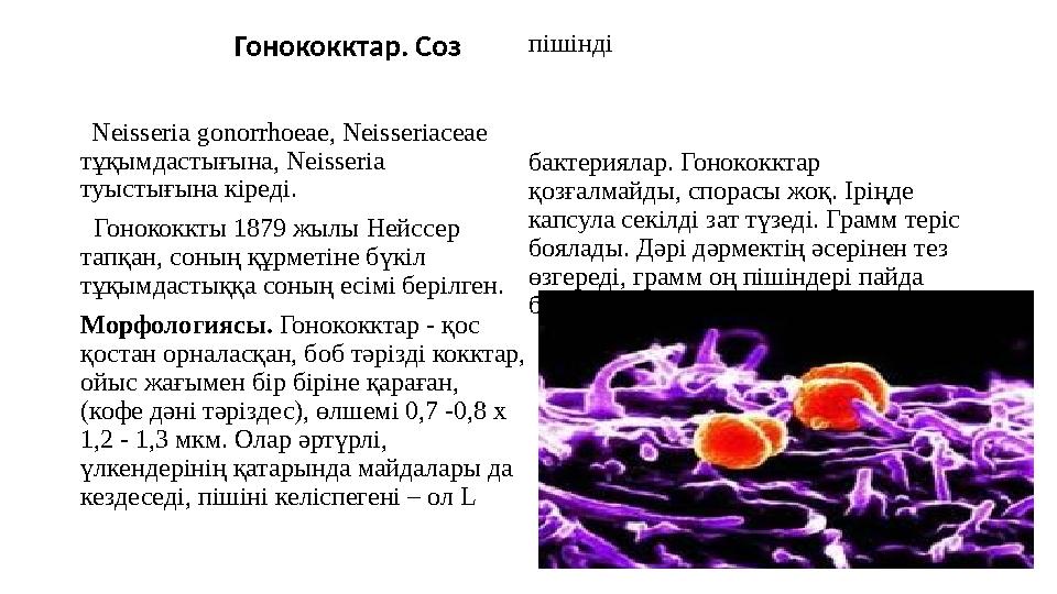 Гонококктар. Соз Neisseria gonorrhoeae, Neisseriaceae тұқымдастығына, Neisseria туыстығына кіреді.