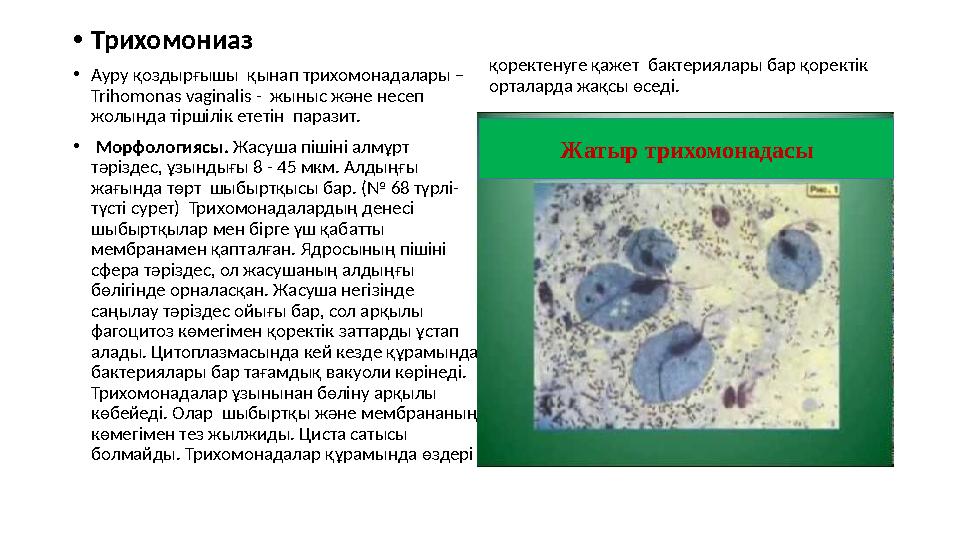 • Трихомониаз • Ауру қоздырғышы қынап трихомонадалары – Trihomonas vaginalis - жыныс және несеп жолында тіршілік ететін