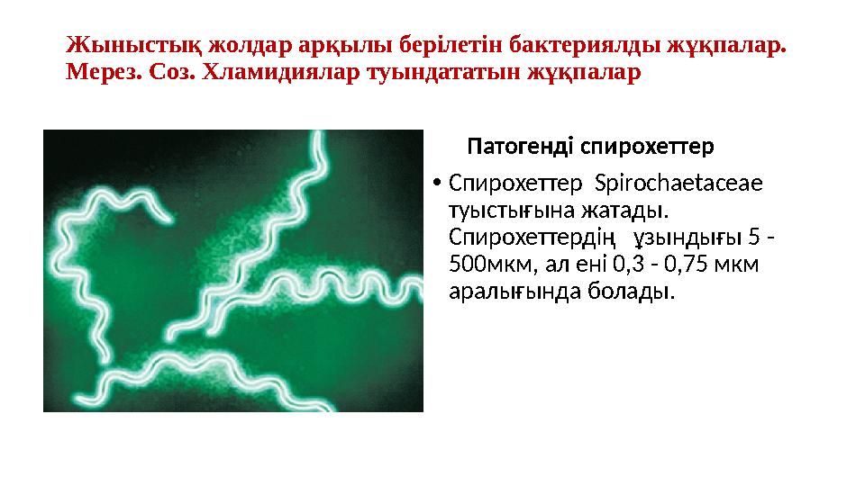 Жыныстық жолдар арқылы берілетін бактериялды жұқпалар. Мерез. Соз. Хламидиялар туындататын жұқпалар Патогенді спирохетте