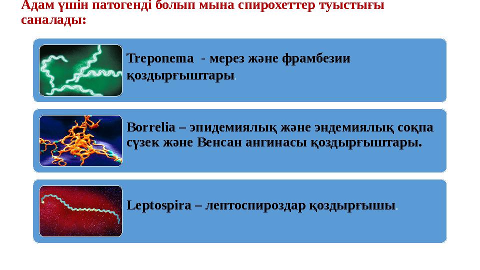 Адам үшін патогенді болып мына спирохеттер туыстығы саналады: Treponema - мерез және фрамбезии қоздырғыштары . Borrelia – эпи