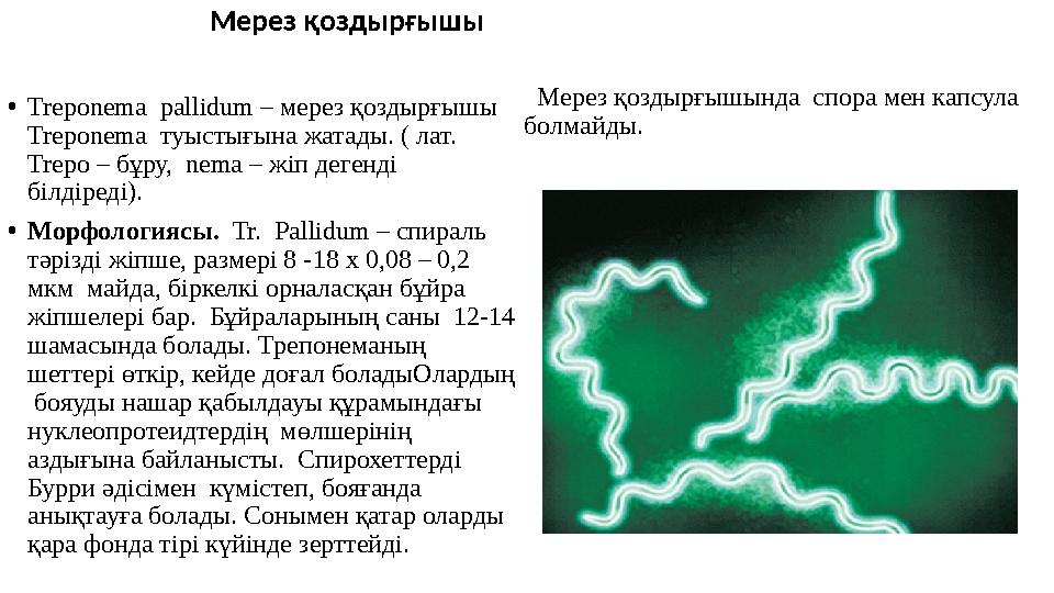 Мерез қоздырғышы • Treponema pallidum – мерез қоздырғышы Treponema туыстығына жатады. ( лат. Trepo