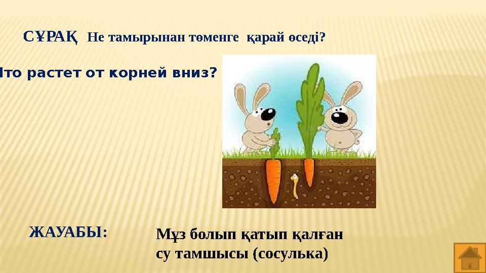 СҰРАҚ Не тамырынан төменге қарай өседі? Мұз болып қатып қалған су тамшысы (сосулька)ЖАУАБЫ: Что растет от корней вниз?