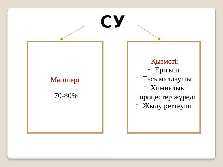 Мөлшері 70-80 % Қызметі; - Еріткіш - Тасымалдаушы - Химиялық процестер жүреді - Жылу реттеушіСУ