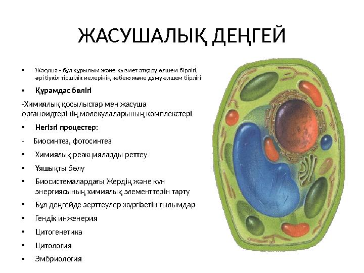 ЖАСУШАЛЫҚ ДЕҢГЕЙ • Жасуша - бұл құрылым және қызмет атқару өлшем бірлігі, әрі бүкіл тіршілік иелерінің көбею және даму өлшем бі