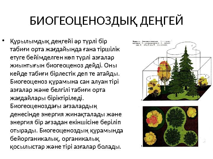 БИОГЕОЦЕНОЗДЫҚ ДЕҢГЕЙ • Құрылымдық деңгейі әр түрлі бір табиғи орта жағдайында ғана тіршілік етуге бейімделген көп түрлі азғал