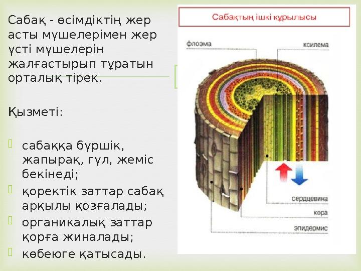 Сабақ - өсімдіктің жер асты мүшелерімен жер үсті мүшелерін жалғастырып тұратын орталық тірек. Қызметі:  сабаққа бүршік, ж