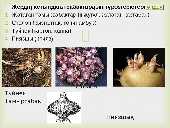  Жердің астындағы сабақтардың түрөзгерістері [ өңдеу ] 1. Жатаған тамырсабақтар (інжугүл, жатаған қазтабан) 2. Столон (қызғалт