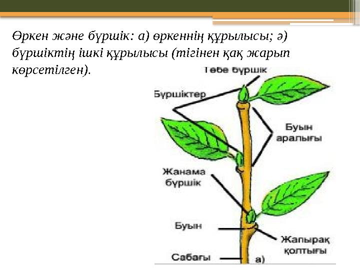 Өркен және бүршік: а) өркеннің құрылысы; ә) бүршіктің ішкі құрылысы (тігінен қақ жарып көрсетілген).