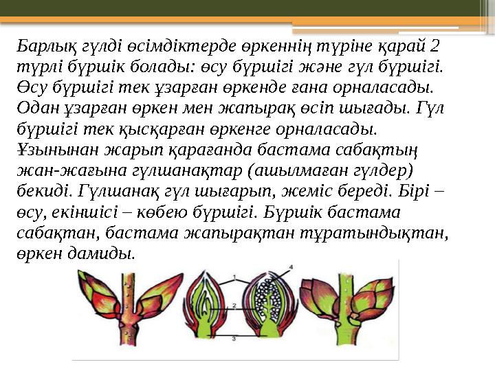 Барлық гүлді өсімдіктерде өркеннің түріне қарай 2 түрлі бүршік болады: өсу бүршігі және гүл бүршігі. Өсу бүршігі тек ұзарған ө