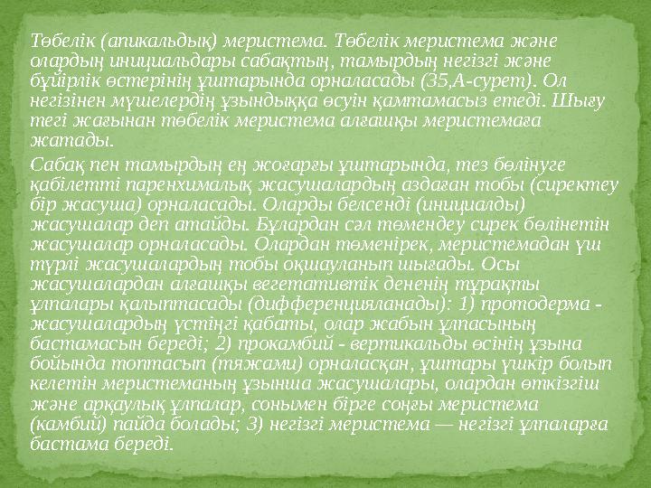 Төбелік (апикальдық) меристема. Төбелік меристема және олардың инициальдары сабақтың, тамырдың негізгі және бұйірлік өстерінің