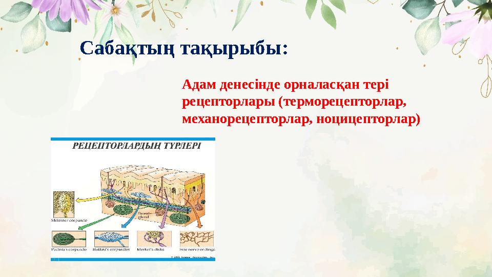 Сабақтың тақырыбы : Адам денесінде орналасқан тері рецепторлары (терморецепторлар, механорецепторлар, ноцицепторлар)