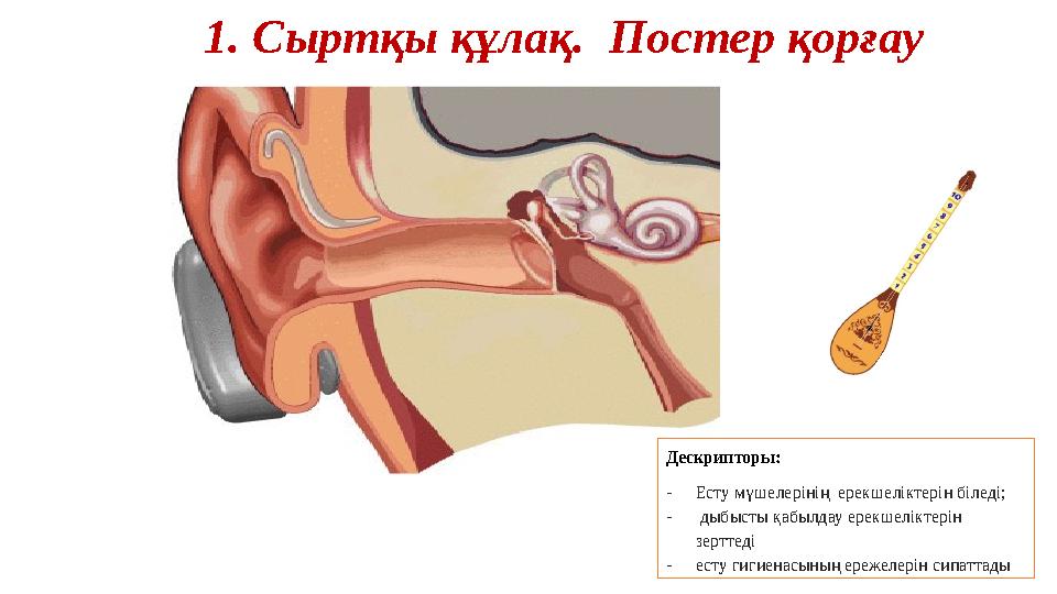 1. Сыртқы құлақ. Постер қорғау Дескрипторы: - Есту мүшелерінің ерекшеліктерін біледі; - дыбысты қабылдау ерекшеліктерін зе
