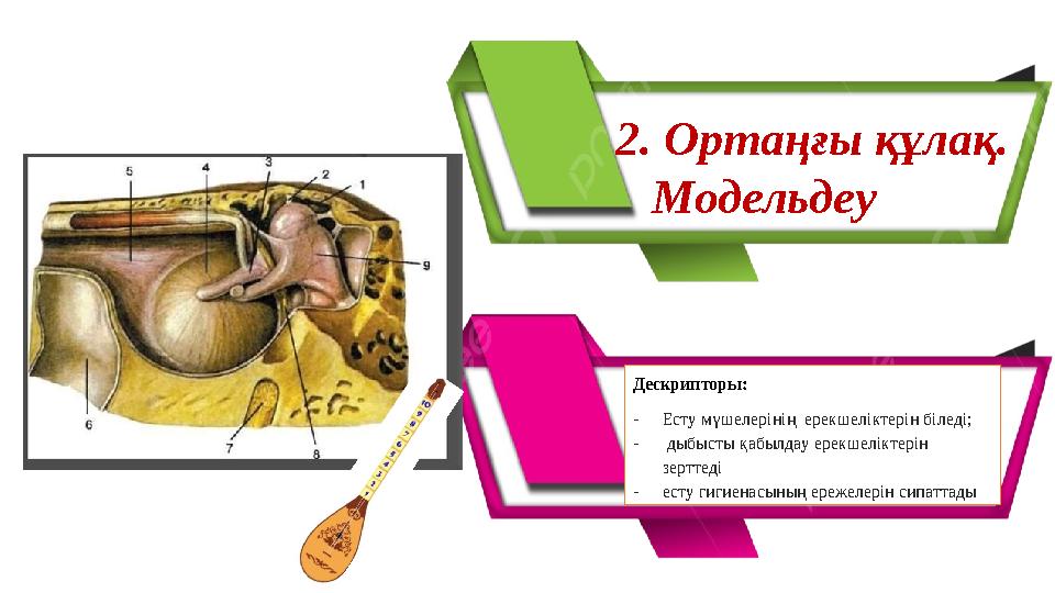 Дескрипторы: - Есту мүшелерінің ерекшеліктерін біледі; - дыбысты қабылдау ерекшеліктерін зерттеді - есту гигиенасының ереже