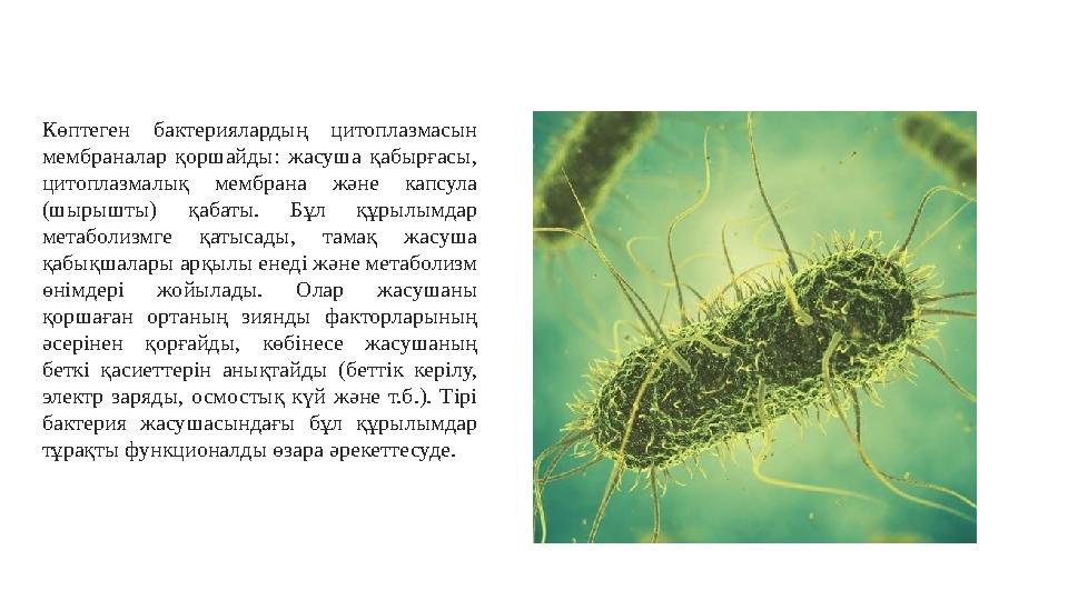 Көптеген бактериялардың цитоплазмасын мембраналар қоршайды: жасуша қабырғасы, цитоплазмалық мембрана және капсула (шы