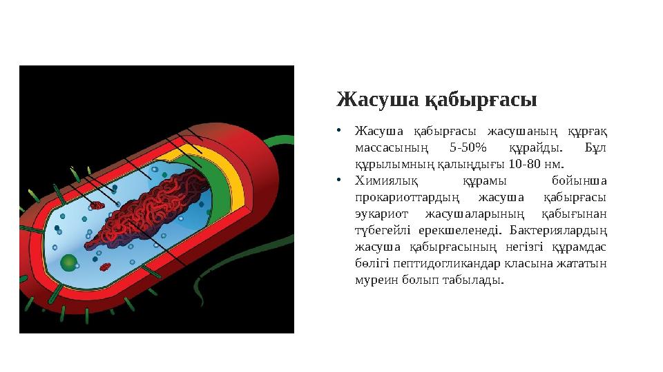 • Жасуша қабырғасы жасушаның құрғақ массасының 5-50% құрайды. Бұл құрылымның қалыңдығы 10-80 нм. • Химиялық құрамы бой