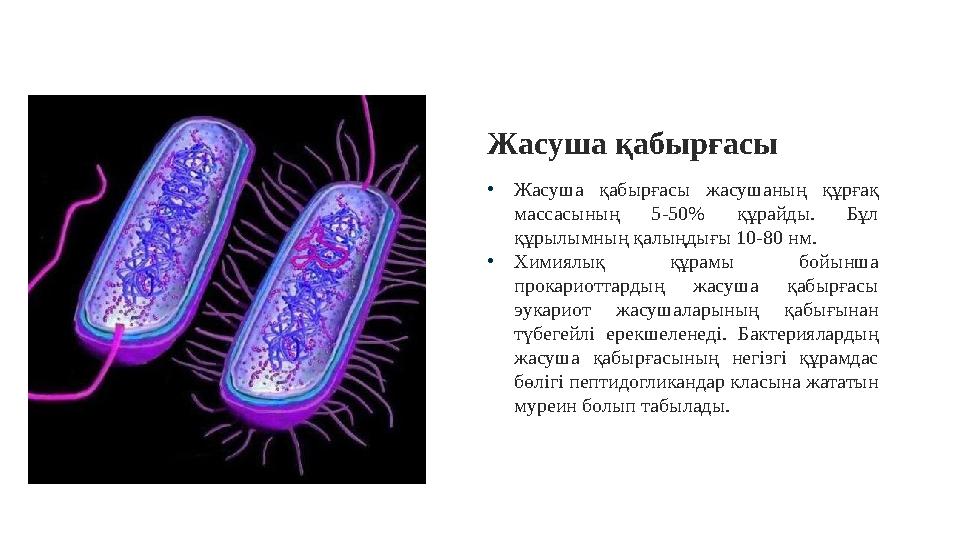• Жасуша қабырғасы жасушаның құрғақ массасының 5-50% құрайды. Бұл құрылымның қалыңдығы 10-80 нм. • Химиялық құрамы бой