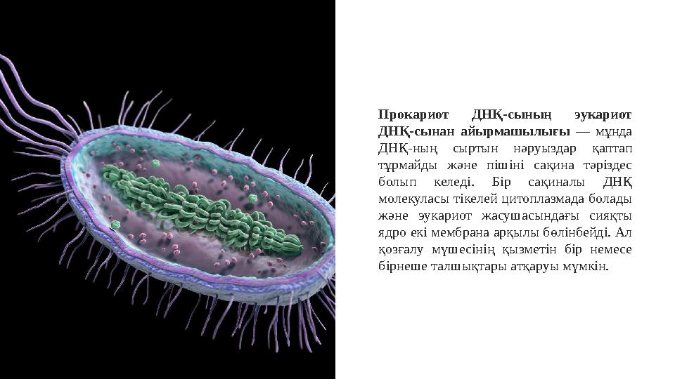 Прокариот ДНҚ-сының эукариот ДНҚ-сынан айырмашылығы — мұнда ДНҚ-ның сыртын нәруыздар қаптап тұрмайды және пішіні с