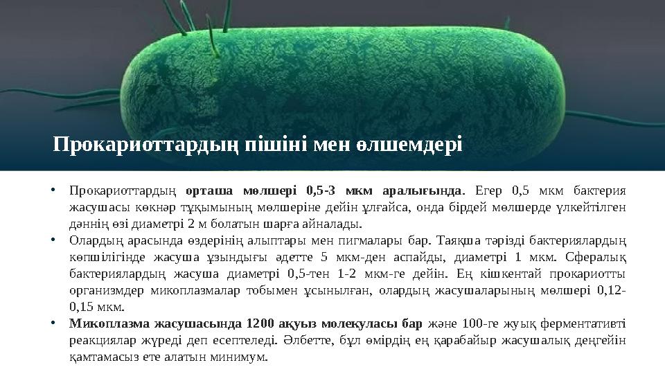 Прокариоттардың пішіні мен өлшемдері • Прокариоттардың орташа мөлшері 0,5-3 мкм аралығында . Егер 0,5 мкм бактерия жас