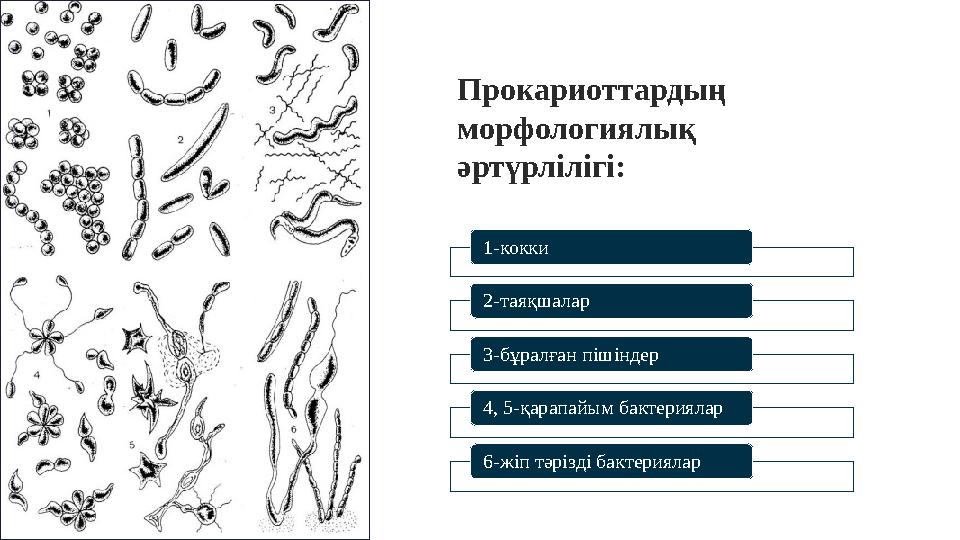 Прокариоттардың морфологиялық әртүрлілігі: 1-кокки 2-таяқшалар 3-бұралған пішіндер 4, 5-қарапайым бактериялар 6-жіп тәрізд