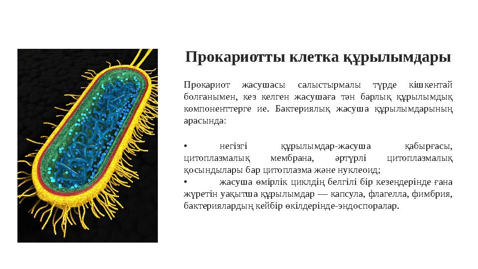Прокариотты клетка құрылымдары lorem ipsum dolor sit amet consectetur Прокариот жасушасы салыстырмалы түрде кішкентай болғ
