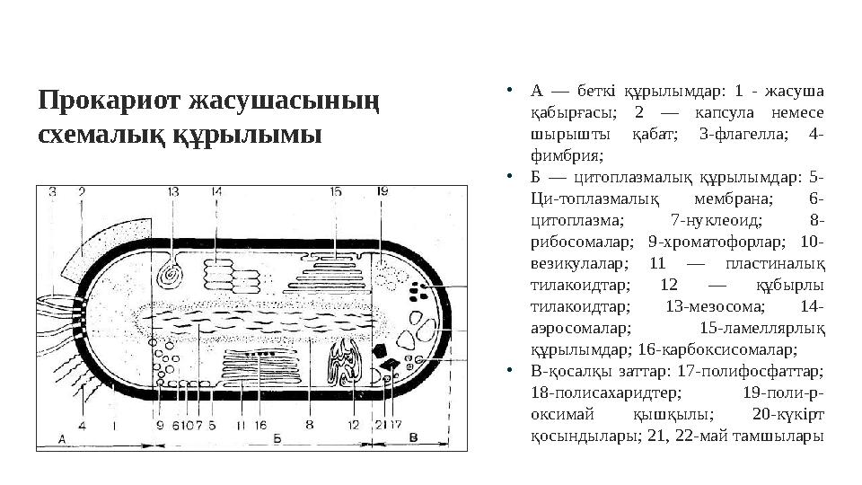 Прокариот жасушасының схемалық құрылымы AMATOR • А — беткі құрылымдар: 1 - жасуша қабырғасы; 2 — капсула немесе шыр