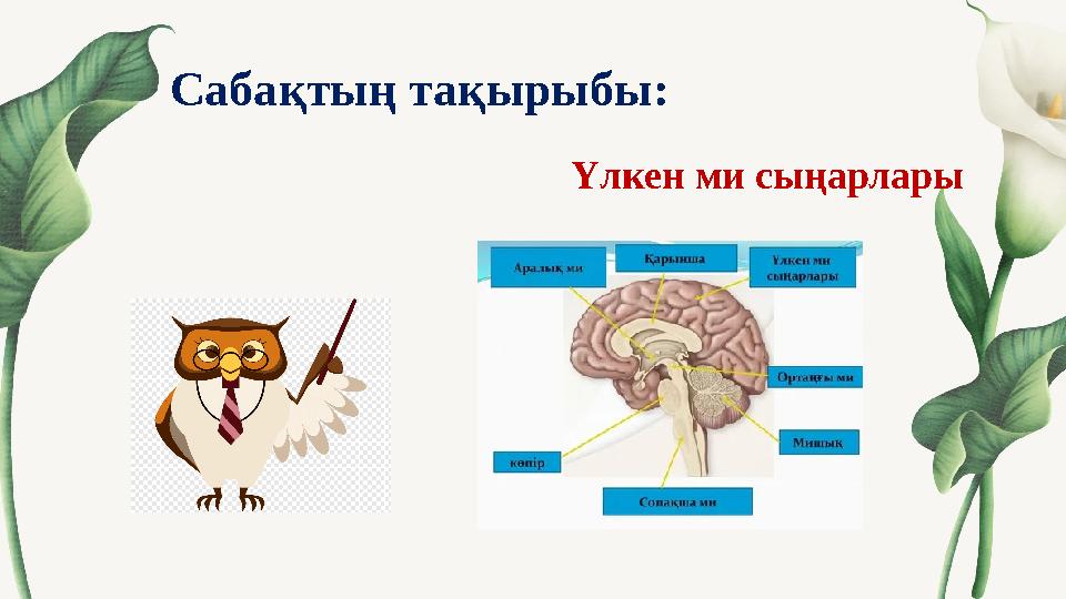 Сабақтың тақырыбы : Үлкен ми сыңарлары