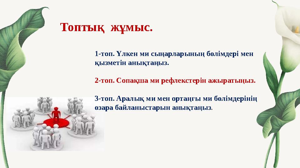 Топтық жұмыс. 1-топ. Үлкен ми сыңарларының бөлімдері мен қызметін анықтаңыз. 2-топ. Сопақша ми рефлекстерін ажыратыңыз.