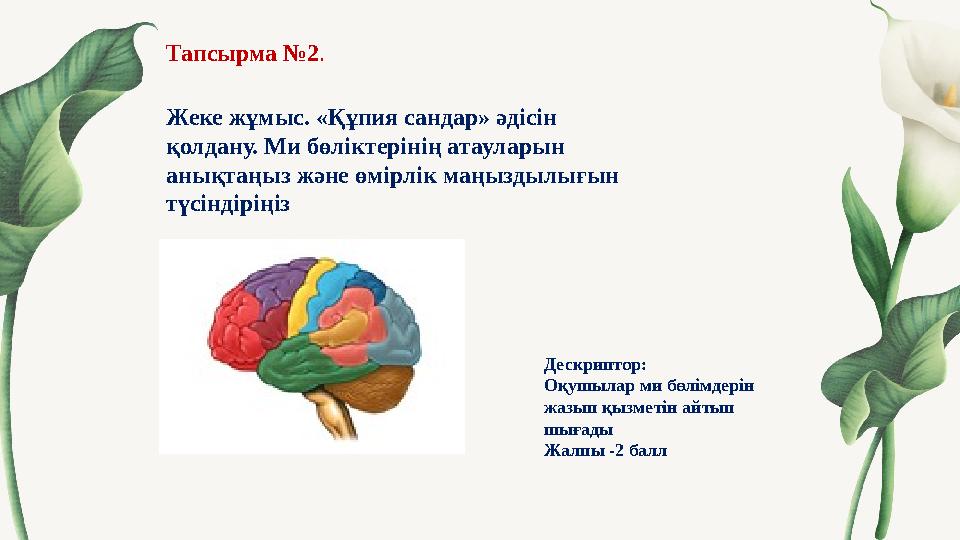 Тапсырма №2 . Жеке жұмыс. «Құпия сандар» әдісін қолдану. Ми бөліктерінің атауларын анықтаңыз және өмірлік маңыздылығын түсін