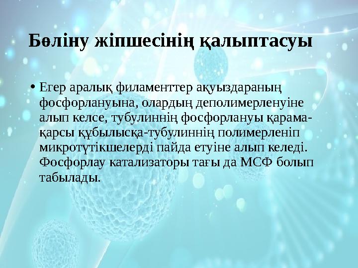 Бөліну жіпшесінің қалыптасуы • Егер аралық филаменттер ақуыздараның фосфорлануына, олардың деполимерленуіне алып келсе, тубули