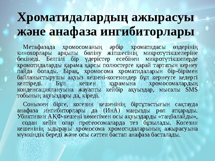 Хроматидалардың ажырасуы және анафаза ингибиторлары Метафазада хромосоманың әрбір хроматидасы өздерінің кинохорлары арқыл