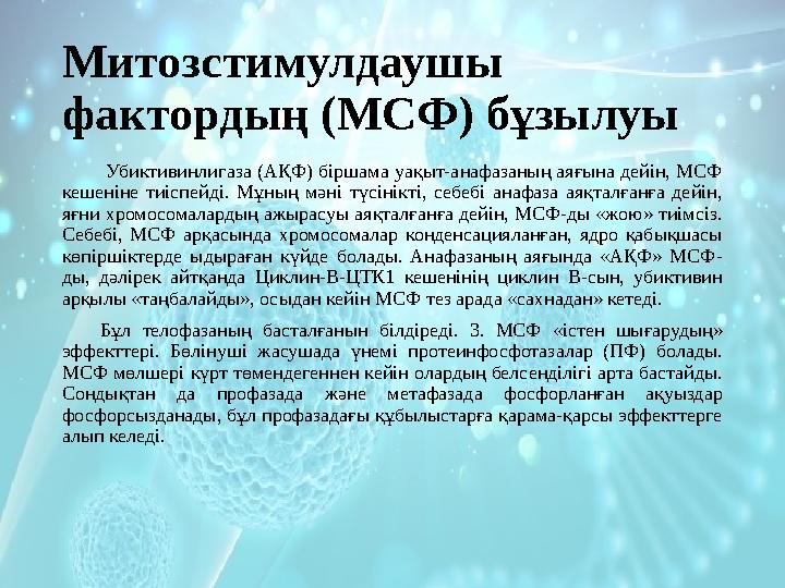 Митозстимулдаушы фактордың (МСФ) бұзылуы Убиктивинлигаза (АҚФ) біршама уақыт-анафазаның аяғына дейін, МСФ кешеніне тиіспейд