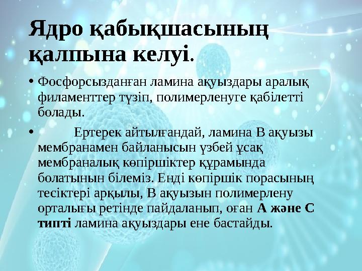 Ядро қабықшасының қалпына келуі . • Фосфорсызданған ламина ақуыздары аралық филаменттер түзіп, полимерленуге қабілетті болады