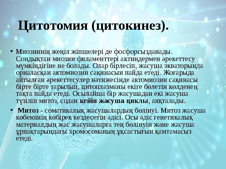 Цитотомия (цитокинез). • Миозиннің жеңіл жіпшелері де фосфорсызданады. Сондықтан миозин филаменттері актиндермен әрекеттесу мү
