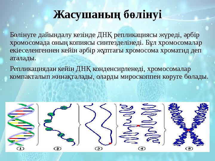 Жасушаның бөлінуі Бөлінуге дайындалу кезінде ДНҚ репликациясы жүреді, әрбір хромосомада оның копиясы синтезделінеді. Бұл хромос