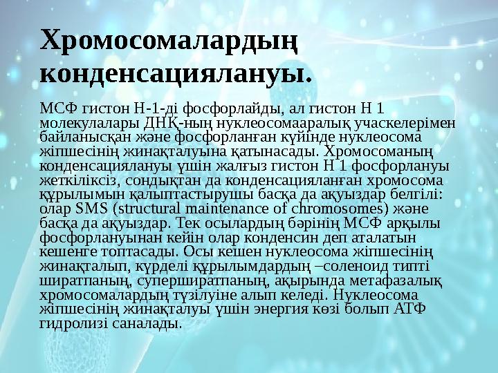 Хромосомалардың конденсациялануы. МСФ гистон Н-1-ді фосфорлайды, ал гистон Н 1 молекулалары ДНҚ-ның нуклеосомааралық учаскелер