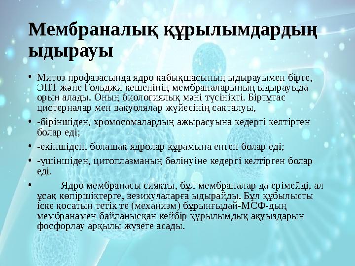 Мембраналық құрылымдардың ыдырауы • Митоз профазасында ядро қабықшасының ыдырауымен бірге, ЭПТ және Гольджи кешенінің мембрана