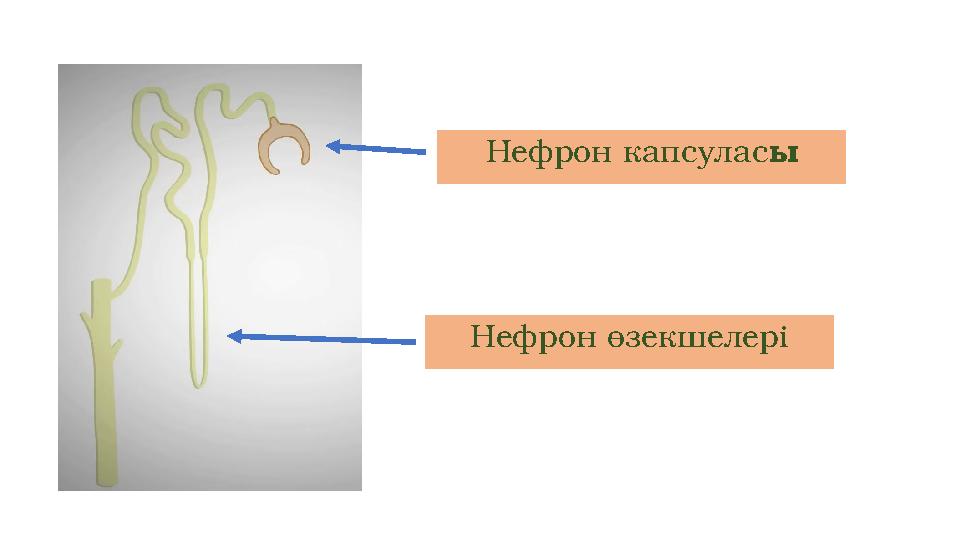 Нефрон капсулас ы Нефрон өзекшелері