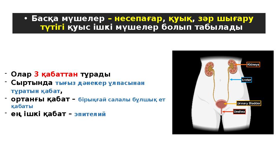 • Басқа мүшелер – несепағар , қуық , зәр шығару түтігі қуыс ішкі мүшелер болып табылады - Олар 3 қабаттан тұрады - Сы