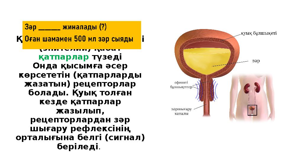 Қуықтың ішінде сілемейлі (эпителий) қабат қатпарлар түзеді Онда қысымға әсер көрсететін (қатпарларды жазатын) рецепторлар