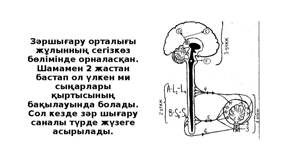 Зәршығару орталығы жұлынның сегізкөз бөлімінде орналасқан. Шамамен 2 жастан бастап ол үлкен ми сыңарлары қыртысының бақыл