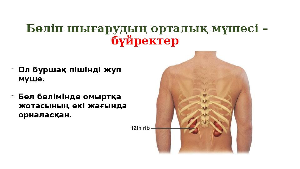 Бөліп шығарудың орталық мүшесі – бүйректер - Ол бұршақ пішінді жұп мүше. - Бел бөлімінде омыртқа жотасының екі жағында орн