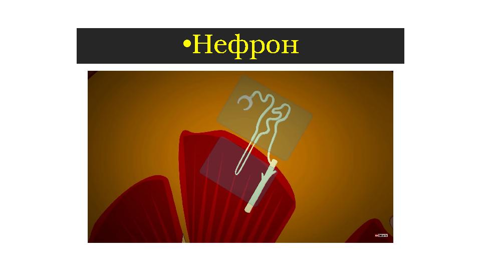 • Нефрон