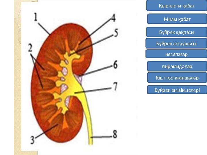 Қыртысты қабат Милы қабат пирамидалар Бүйрек емізікшелері Кіші тостағаншалар Бүйрек қақпасы Бүйрек астаушасы несепағар